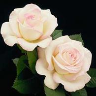 Moonstone White Rose