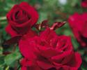 This hybrid tea is hard to beat with its large rich velvety red blooms, powerful fragrance, long stems and dark green leaves.  This is a must have for cutting gardens. this red rose has the following characteristics:   *Color - Velvety Deep Red   *Height - Tall   *Habit - Upright   *Bloom Size - Large (fully double)   *Petal Count - 30 to 35   *Fragrance - strong Damask Rose