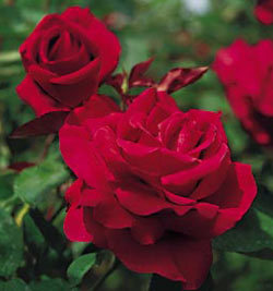 This hybrid tea is hard to beat with its large rich velvety red blooms, powerful fragrance, long stems and dark green leaves.  This is a must have for cutting gardens. this red rose has the following characteristics:   *Color - Velvety Deep Red   *Height - Tall   *Habit - Upright   *Bloom Size - Large (fully double)   *Petal Count - 30 to 35   *Fragrance - strong Damask Rose