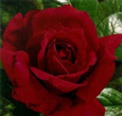 With a black velvet red bloom color, large green leaves, and delicious aroma, this hybrid tea rose is a must for any garden.  This red rose has the following characteristics:   *Color - Black Velvet Red   *Height - Medium   *Habit - Bushy   *Bloom Size - Large (fully double)   *Petal Count - 40 to 45   *Fragrance - Strong Rose