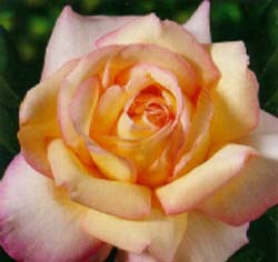 This hybrid tea rose sports a lemon yellow bloom edged with pure pink. This rose with its large blooms and large glossy foliage is one of the most popular roses in world. It has the following characterisitics:   *Color - Lemony Yellow edged with Pure Pink   *Height - Medium   *Habit - Bushy   *Bloom Size - Very Large (very full)   *Petal Count - 40 to 45   *Fragrance - Mild Fruity