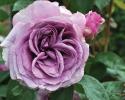 This robust climbing lavender rose has double blooms and disease resitant qualities. The dark green foliage compliments the lavender purple flowers both in the garden and when cut to use in a vase.  Rose details: Color - lavender purple, Height - 7'h x 4'w, Petal Count - Med 40, Foliage - Dark Green/Semi Glossy, Fragrant - Light