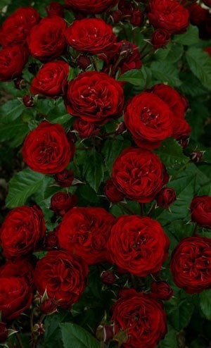 NOT AVAILABLE FOR THE 2023 SEASON. This wonderful floribunda red rose is nearly black in color and a constant eruption of large glowing clusters of deep velvety red blooms set against a backdrop of glossy green leaves. The characteristics of this red rose are:   *Color - Nearly Black Red   *Height - Medium to low ((upright bushy)   *Blooms Size - Medium to Small (full, large clusters)   *Petal count - 25 to 30   *Fragrance - Light    (Florabunda red rose picture provided by Weeks Roses)


