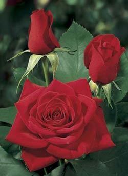 With bright red blooms, dark foliage and long stems, this is red rose is perfect for your cutting garden. Its non fading blooms do well in hot or cold climates.  This rose has the following characteristics:  *Color - Bright Red   *Height - 4