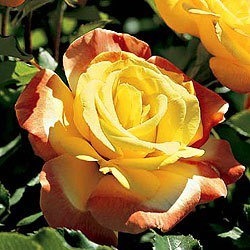 NOT AVAILABLE FOR THE 2023 SEASON. This hybrid tea rose is early to bloom with brightly colored yellow-orange blooms. Its dark green leaves help make it a vibrant display in any rose garden.  This rose has the following characteristics:   *Color - Blushing Yellow   *Height - Medium   *Habit - rounded   *Bloom Size - Medium (double)   *Petal Count - 25   *Fragrance - Light