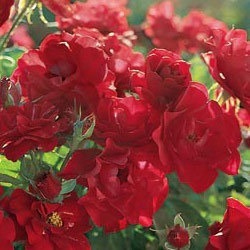 NOT AVAILABLE FOR THE 2023 SEASON. This floribunda rose boasts long-lasting blooms and disease resistance.  Great in mass planting or borders, the fiery red flowers and glossy green leaves provide a real wow factor to any garden. This red rose has the following characteristics;   *Color Fire-engine Red   *Height - Low   *Habit - Bushy & Rounded   *Bloom Size - Medium (clusters)   *Petal Count - 20 to 25   *Fragrance - Light 
