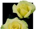 Tinged with a slight bit of green this yellow hybrid tea rose is a heat-loving rose with great stamina. The gray green leaves give this slow-opening rose an added touch of novelty. In cooler temps the chartreuse-shaded buds display a touch of gold. This yellow green rose has the following characteristics:   *Color - Yellow-gold shaded with green   *Height - Medium   *Habit - Rounded to Upright   *Bloom Size - Large (fully double)   *Petal Count - 30 to 35    *Fragrance - Slight    (This yellow rose photo provided by Weeks Roses)
 