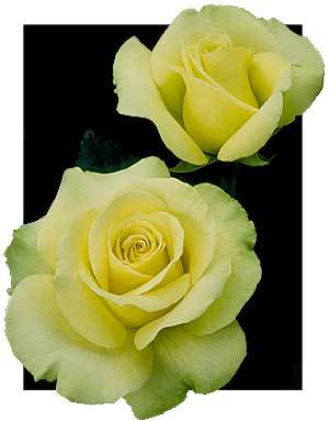 Tinged with a slight bit of green this yellow hybrid tea rose is a heat-loving rose with great stamina. The gray green leaves give this slow-opening rose an added touch of novelty. In cooler temps the chartreuse-shaded buds display a touch of gold. This yellow green rose has the following characteristics:   *Color - Yellow-gold shaded with green   *Height - Medium   *Habit - Rounded to Upright   *Bloom Size - Large (fully double)   *Petal Count - 30 to 35    *Fragrance - Slight    (This yellow rose photo provided by Weeks Roses)
 