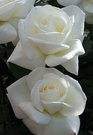 NOT AVAILABLE FOR THE 2023 SEASON. This hybrid tea rose gives any garden a touch of delicate elegance with an intense aroma. The purest white with big pointed buds spiral open to show off broad petals against a backdrop or black-green leaves. With its natural vigor and proven performance, Sugar Moon is a perfect addition to a cutting garden.  Blooms are larger when temps are cooler.  This white rose has the following characteristics:   *Color -Pure White   *Height - Tall (Very Upright & Bushy)   *Bloom Size - Full   *Petal - 30   *Fragrance -  Intense Sweet Citrus & Rose  (picture provided by Gene Sasse - Weeks Roses) 
