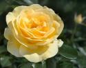 NOT AVAILABLE for the 2023 SEASON. This 2012 All American Rose Selection is the first garden rose to win under no-spray conditions.  A light yellow Grandiflora rose with large double-flowering blooms is exactly what a rose should be. This rose has the following characteristics:   *Color - Buttercream Yellow   *Height - Medium - Tall   *Habit - Rounded & Bushy   *Bloom Size -Medium to Large (Cuppy)   *Petal Count - 25   *Fragrance - Very slight