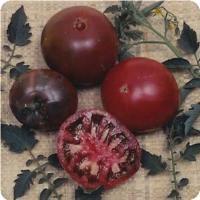 Flattened, dark red-purple fruit with delicate skin, green shoulders Tomato - Indeterminate - 8-12oz fruit - 69-90 days to maturity - Very Juicy - Blossoms & Fruit develop progressively - Must be staked or caged (Photo courtesy of www.Ballseed.com) 