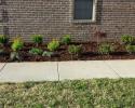 This landscape was inspired by the Texas Rangers colors of Red (Japanese Maple), White (Encore Azaleas) & Blue (Lobelia). 