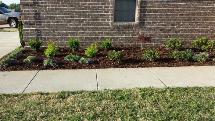 This landscape was inspired by the Texas Rangers colors of Red (Japanese Maple), White (Encore Azaleas) & Blue (Lobelia). 