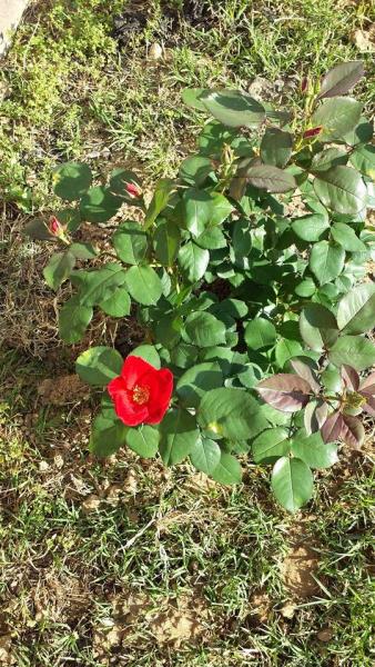 Home Run Rose used in a Texas Ranger inspired landscape.