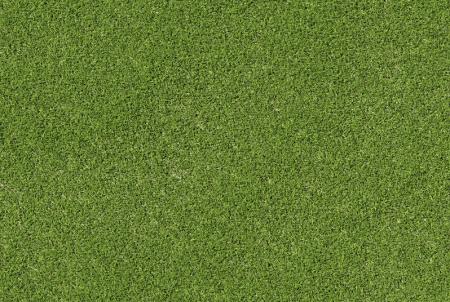 Turf Grass 