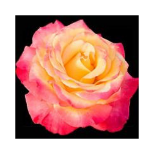 Bi color Rose 