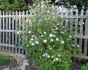 Viburnum is a spring blooming shrub. Adams Nursery & Landscaping carries this white blooming shrub as well as many others. 