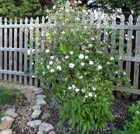 Viburnum is a spring blooming shrub. Adams Nursery & Landscaping carries this white blooming shrub as well as many others. 