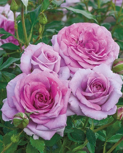 NOT AVAILABLE FOR THE 2023 SEASON.  This rose was inspired by the iconic shades of Lady Violet’s (of Downton Abbey) lavender dresses. With an exquisite magenta-colored heart on the inner petals, this rose has dense foliage with resilience from diseases and a sophisticated grapefruit and fruit-like fragrance worthy of any noblewoman. This prolific floribunda generates some of the most elegant buds and flowers are held proudly on top of a vigorous and even rounded bush that are worthy of first prize. *Color - Lavender with a magenta heart *Height - 	Medium *Habit - Rounded & bushy *Bloom Size - 	Medium-large, around 3½-4 inch diameter, in small clusters *Petal Count - 35 to 45 *Fragrance - 	Strong grapefruit and fruity with hints of spices