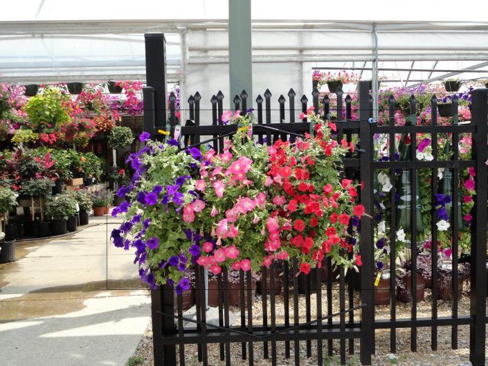 These hanging bags of wave petunias are great ways to dress up a fence or walls.