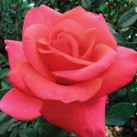 We Salute You (bi-color Rose)