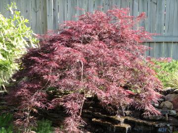 Photo of a weeping Japanese Maple atop a waterfall.