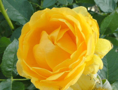 Beautiful yellow rose - hybrid tea. 